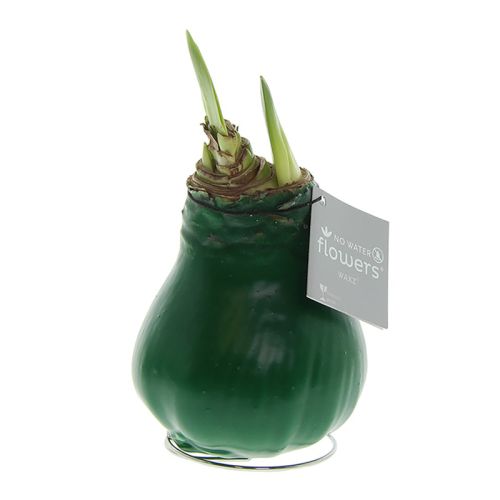 Amaryllis bulb in gift box - Image 18